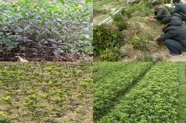 黑乌龙桂花茶喝了真的可以减肥吗1689467561214