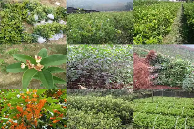 桂花树能上化肥吗1684285010558