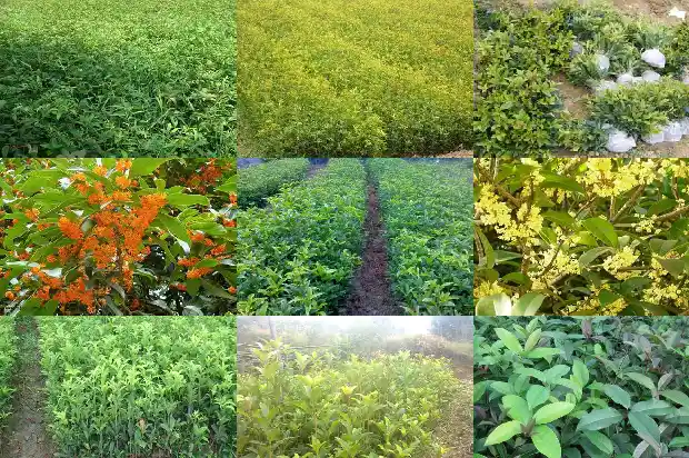 盆栽桂花能用尿素吗怎么施肥1684285021988