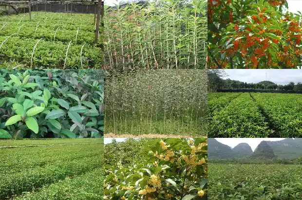 盆栽桂花能用尿素吗怎么施肥1684285022083