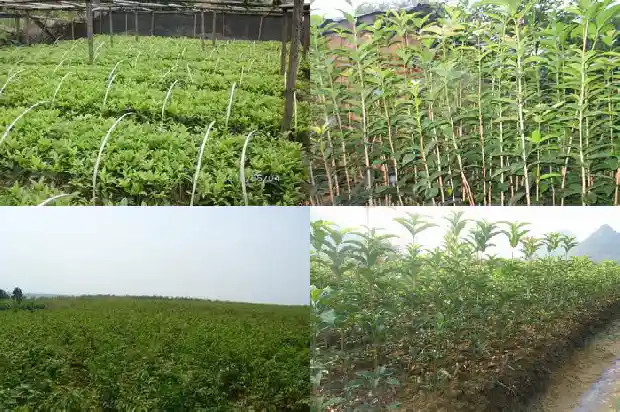 重庆桂花树苗圃基地在哪里1690504975838
