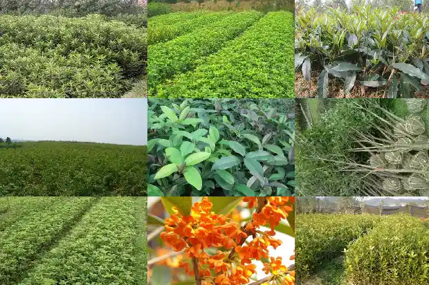 移栽桂花树可以施尿素吗1684285034458