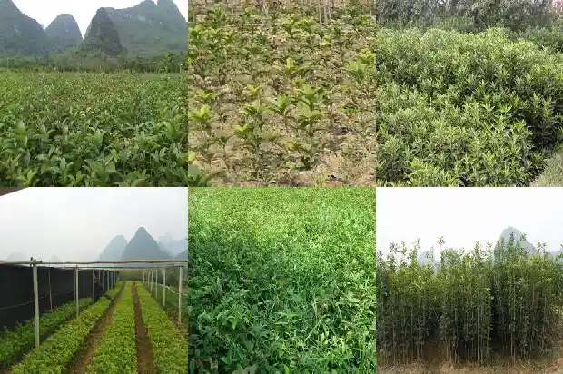 移栽桂花树可以施尿素吗1684285034506