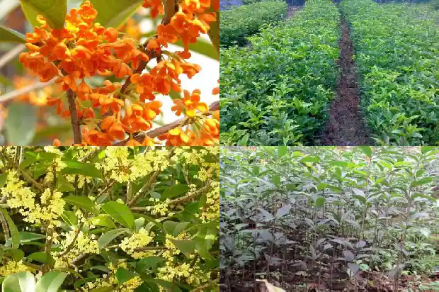 移栽桂花树可以施尿素吗1684285034554