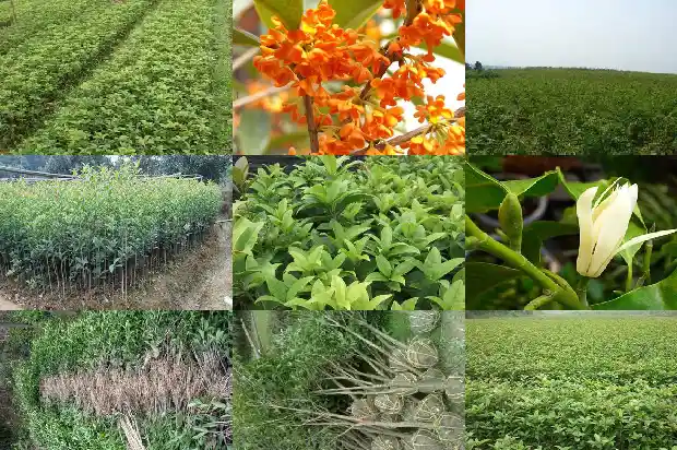 桂花树可以浇尿水吗1684285043980