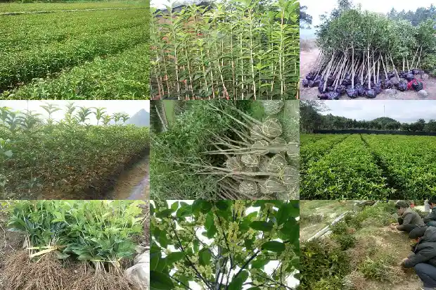 桂花树可以浇尿水吗1684285044028