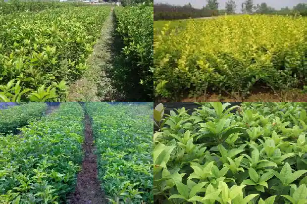 桂花树可以浇尿水吗1684285044076