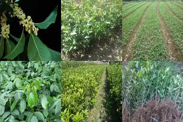 桂花树用什么氮肥1684285053848