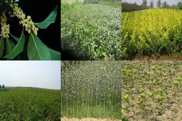 桂花树用什么氮肥1684285053896