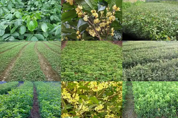 桂花树用什么氮肥1684285053944