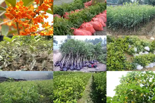 桂花树怎么追肥1684285061330