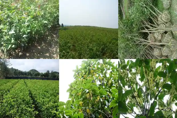 桂花树施尿素好不好用1684285070934