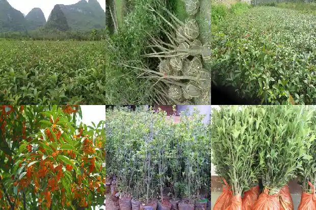 桂花树能施尿素吗1684285080405