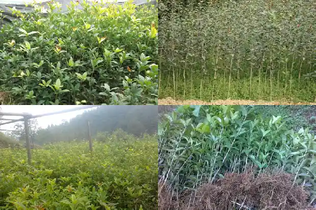 桂花树能施尿素吗1684285080453