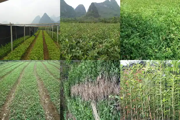 桂花树能施尿素吗1684285080501