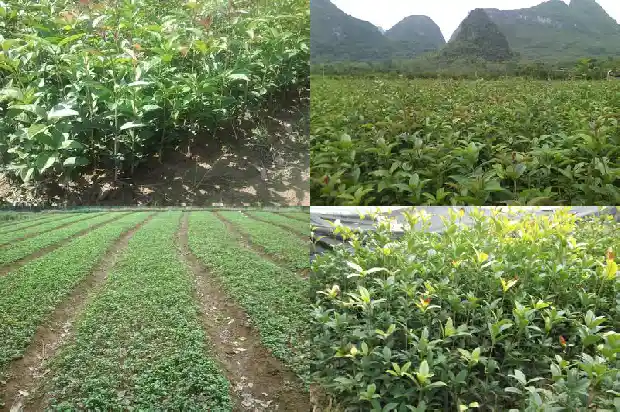 桂花苗批发安徽桂花苗1690504685711