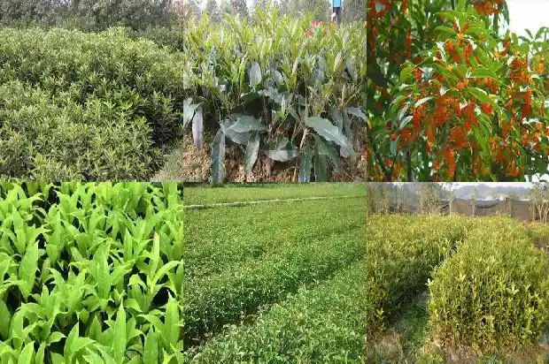 桂花树用尿素施肥行吗1684285088060