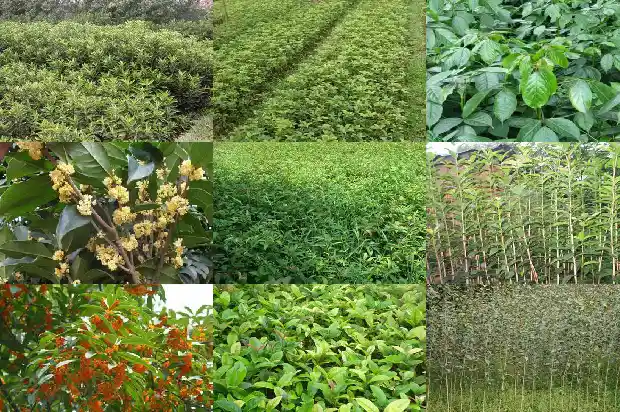 桂花树可以施碳铵吗有毒吗1684285095670
