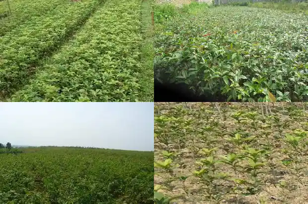 室外桂花树什么时候施肥最好呢1684285107446