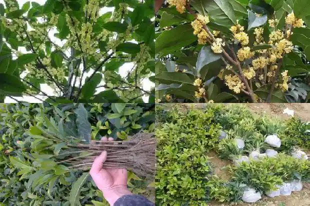室外桂花树什么时候施肥最好呢1684285107494