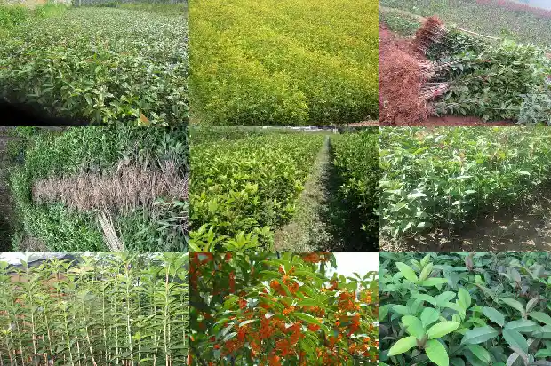 室外桂花树什么时候施肥最好呢1684285107590