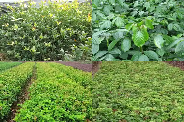 室外桂花树什么时候施肥最好活1684285115079