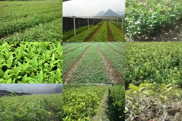桂花的品种有哪些?分别是什么有什么特点1684285122439