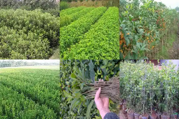 桂花的品种有哪些?分别是什么有什么特点1684285122487
