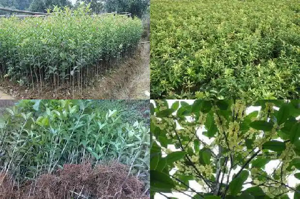 桂花属于哪类植物1684285129970