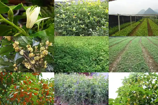 桂花属于什么植物类别1684285139311