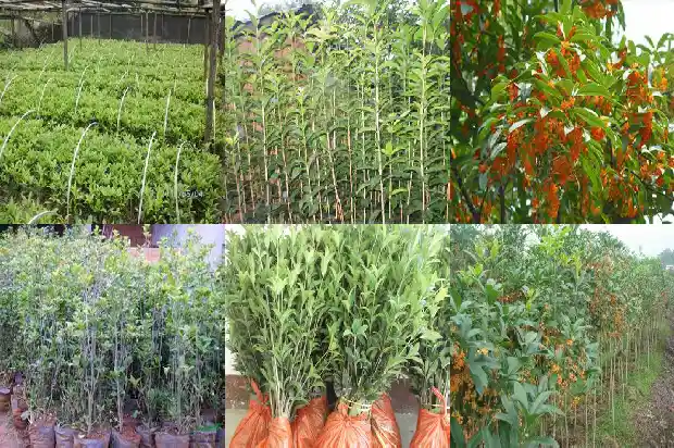 桂花属于什么植物类别1684285139359