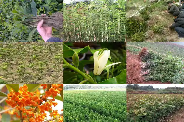临沂桂花树1690245040637
