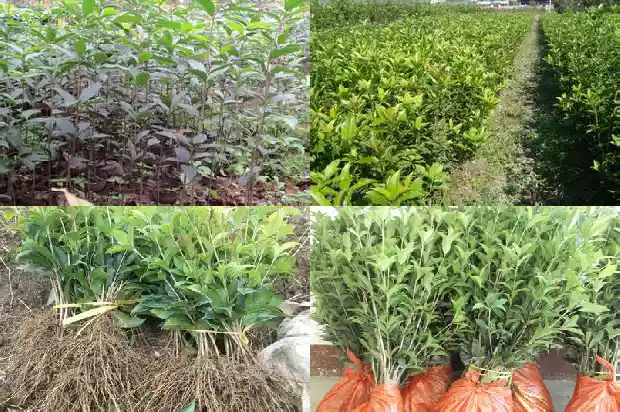 校园里的桂花树的资料和特点怎么写1684285147069