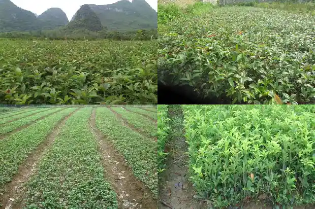 校园里的桂花树的资料和特点怎么写1684285147117