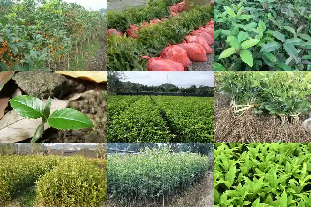 写一篇关于校园里的桂花树1684285156831