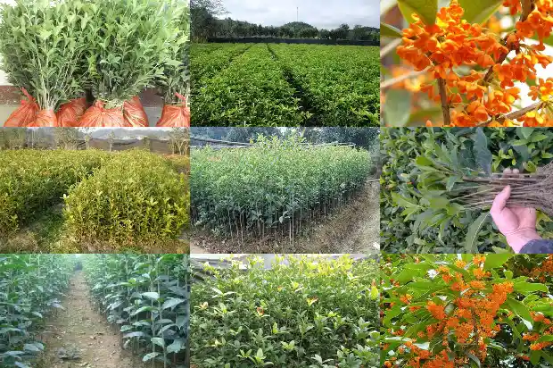 写一篇关于校园里的桂花树1684285156879
