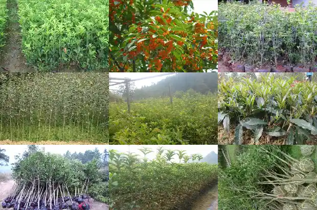 桂花树还有什么特点和特点1684285166371