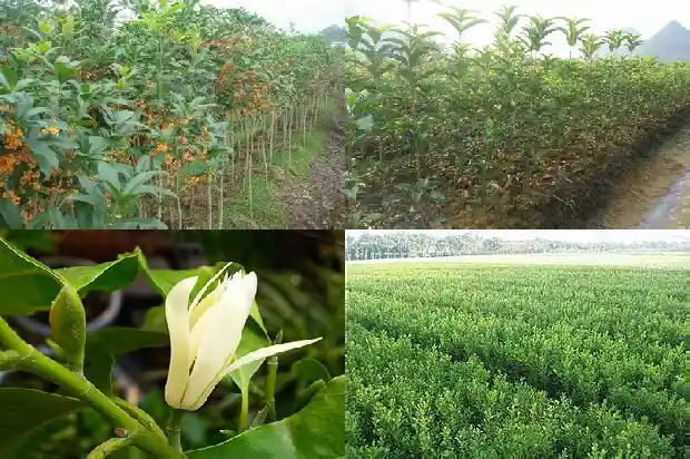 桂花树还有什么特点和特点1684285166419