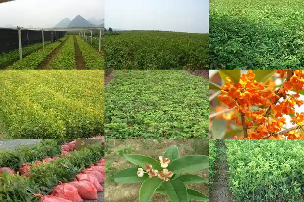 桂花树还有什么特点和特点1684285166466