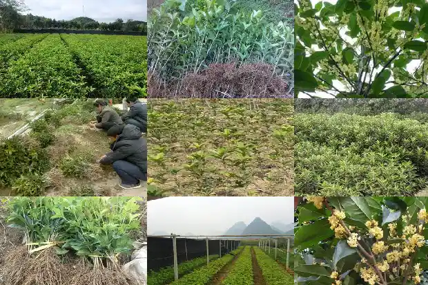 请问桂花树有哪些特点1684285178082