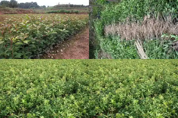 又是一年的桂花树开花了的说说心情1688793028446