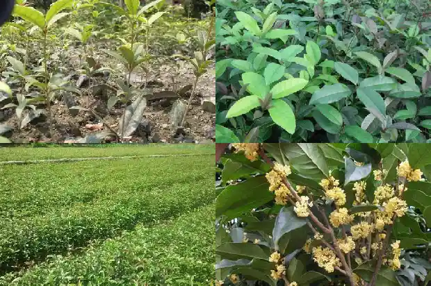 请问桂花树有哪些特点1684285178225