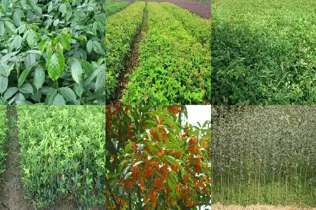 桂花的观赏特性及园林用途有哪些1688519038918