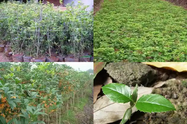 桂花树适合在什么环境下生长1684285199425