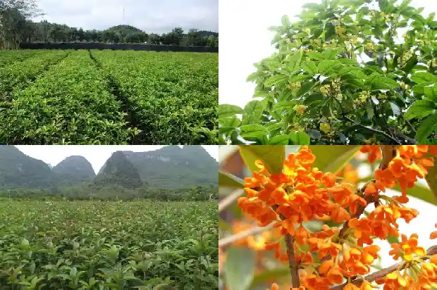 桂花可搭配什么茶1689035458099