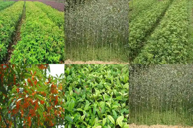 一个桂花树的价格多少钱1689639957537