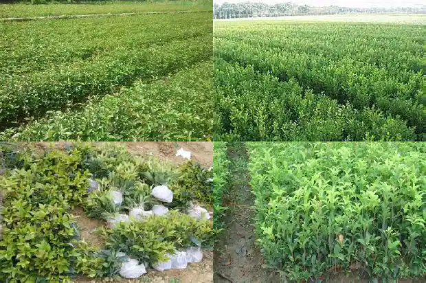 桂花树一般生长在什么样的环境1684285211092