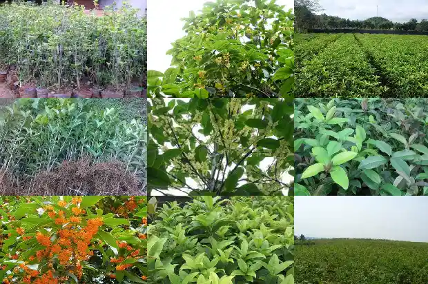 桂花树一般生长在什么样的环境1684285211140