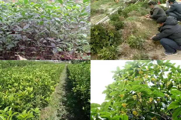 桂花树的根茎叶的介绍1684285235449