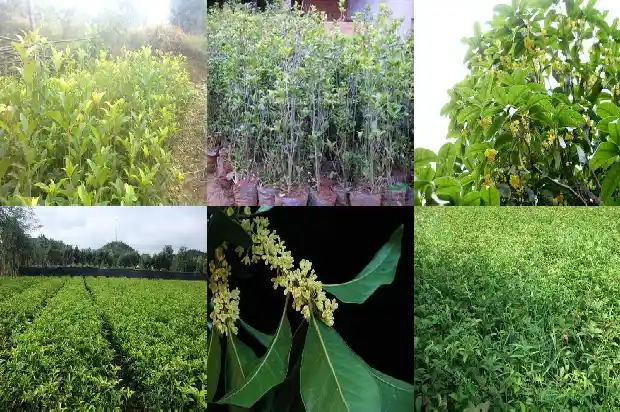 桂花树的根茎叶的介绍1684285235496
